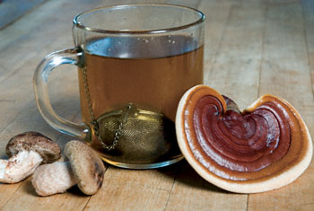 Medicinal Mushrooms tea