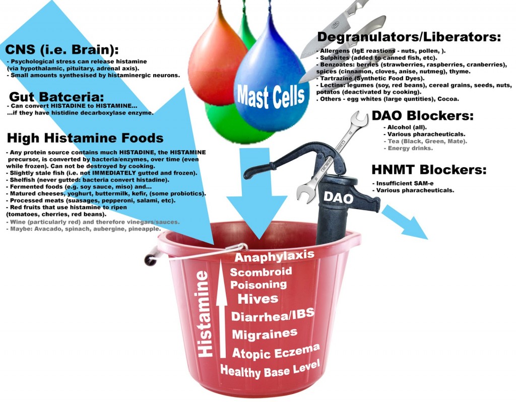 histamine-bucket-full-diagram-1dsml-1024x798
