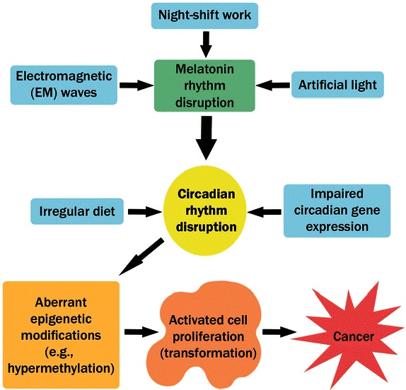 circadian rhythm and cancer
