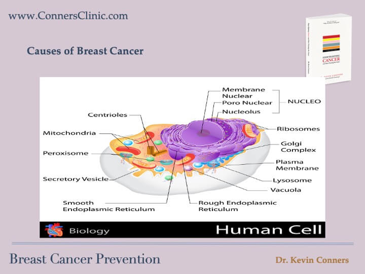 Breast Cancer Prevention conners clinic 8