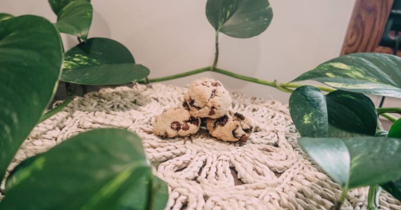 allergy-friendly-chocolate-chip-cookies-recipe-conners-clinic